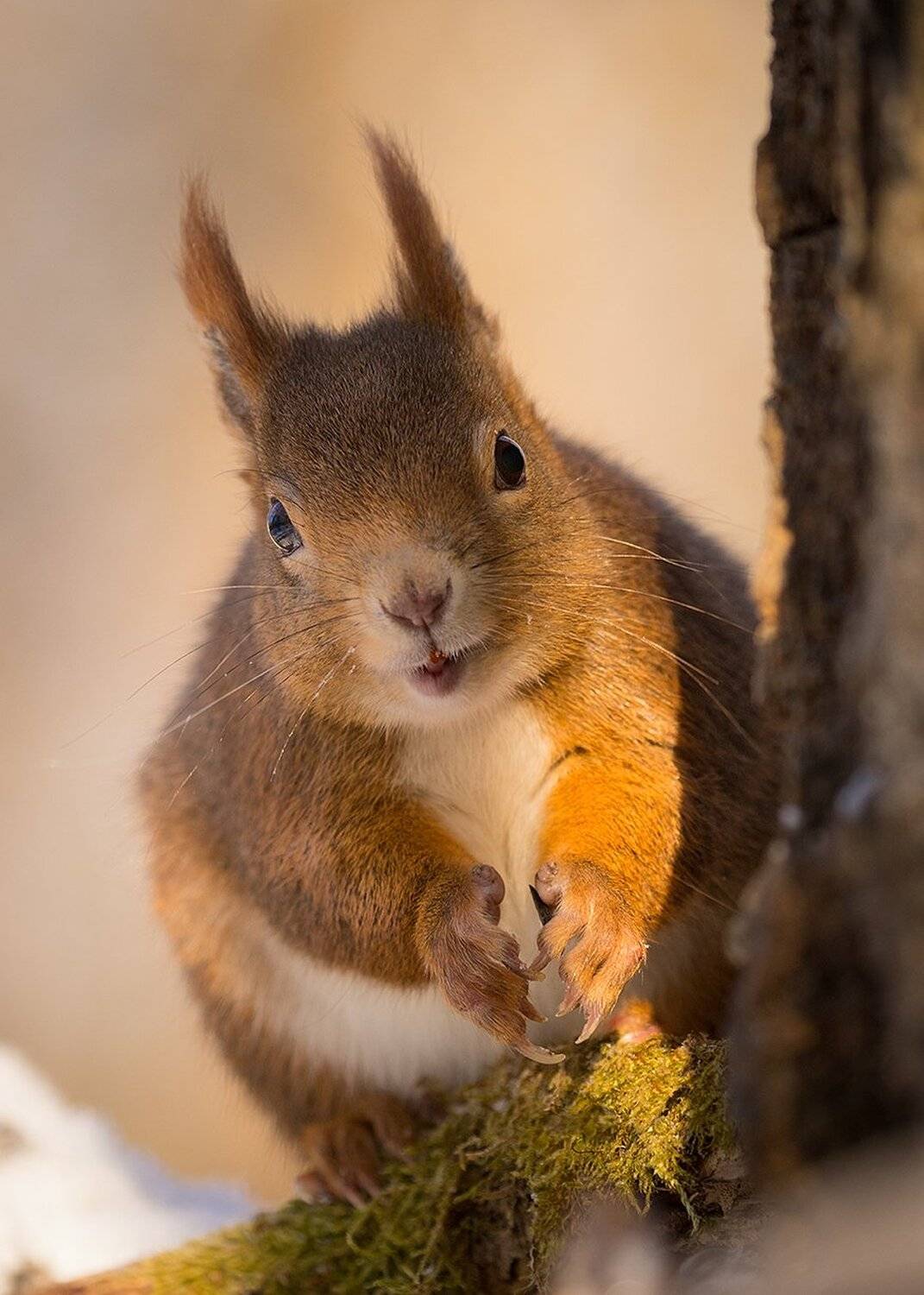 , Robert Adamec