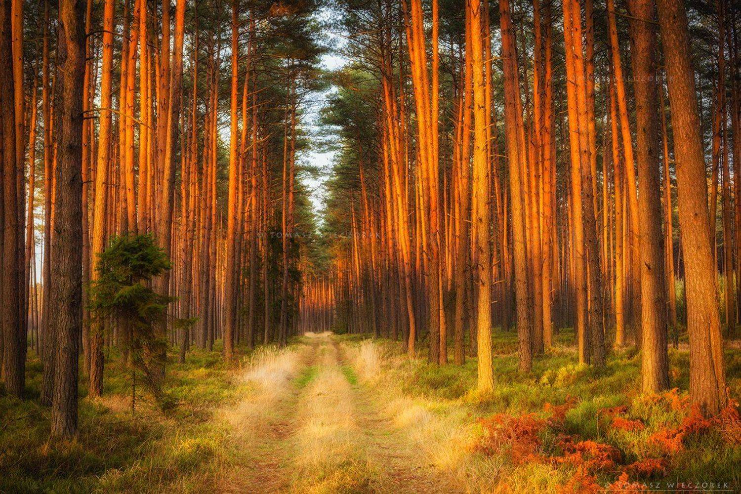 landscape, poland, light, spring, awesome, amazing, sunrise, sunset, lovely, nature, travel, evening, trees, forest, Tomasz Wieczorek