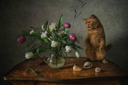 Кот и весенний букет