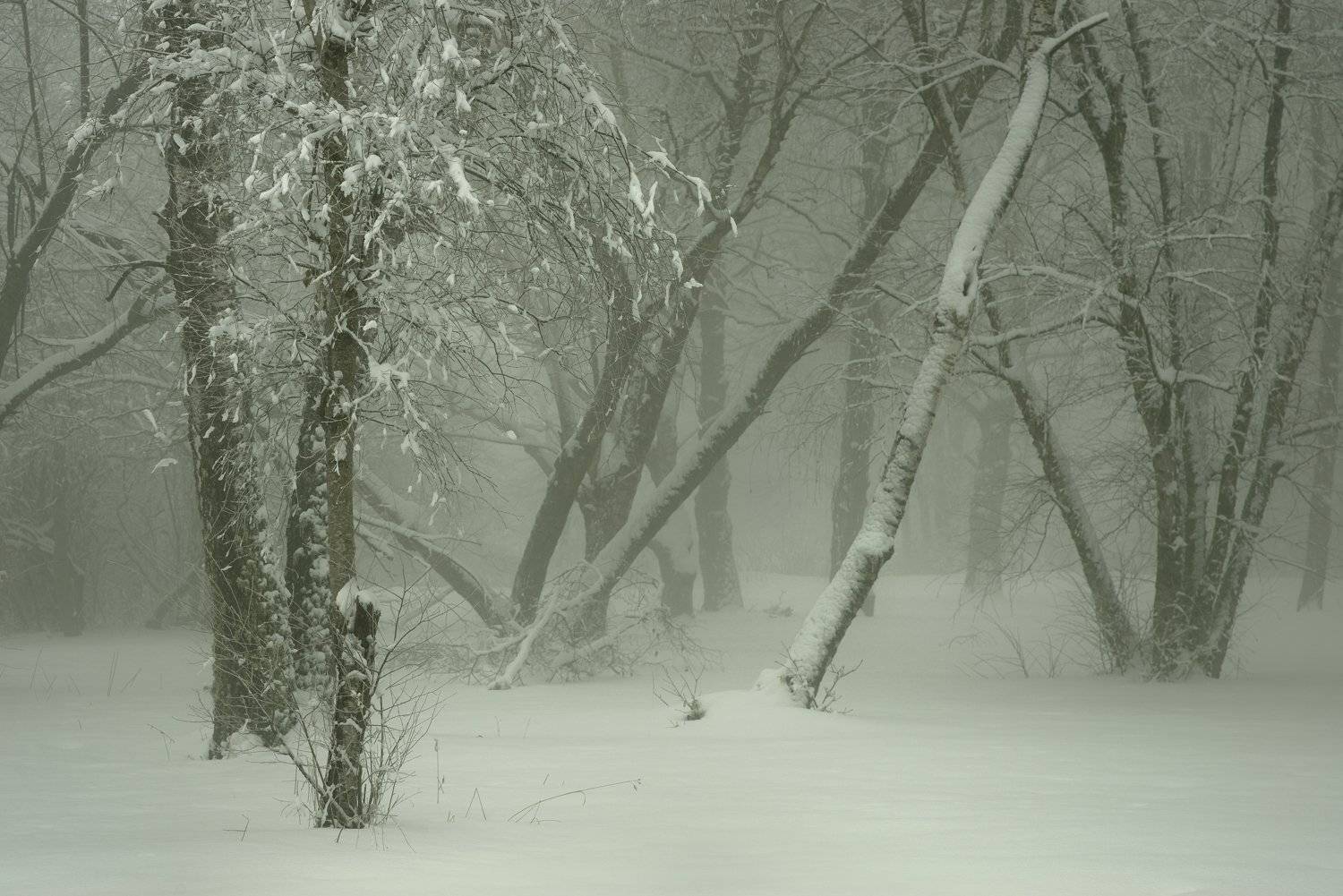 зима туман лес утро, Александр Жарников