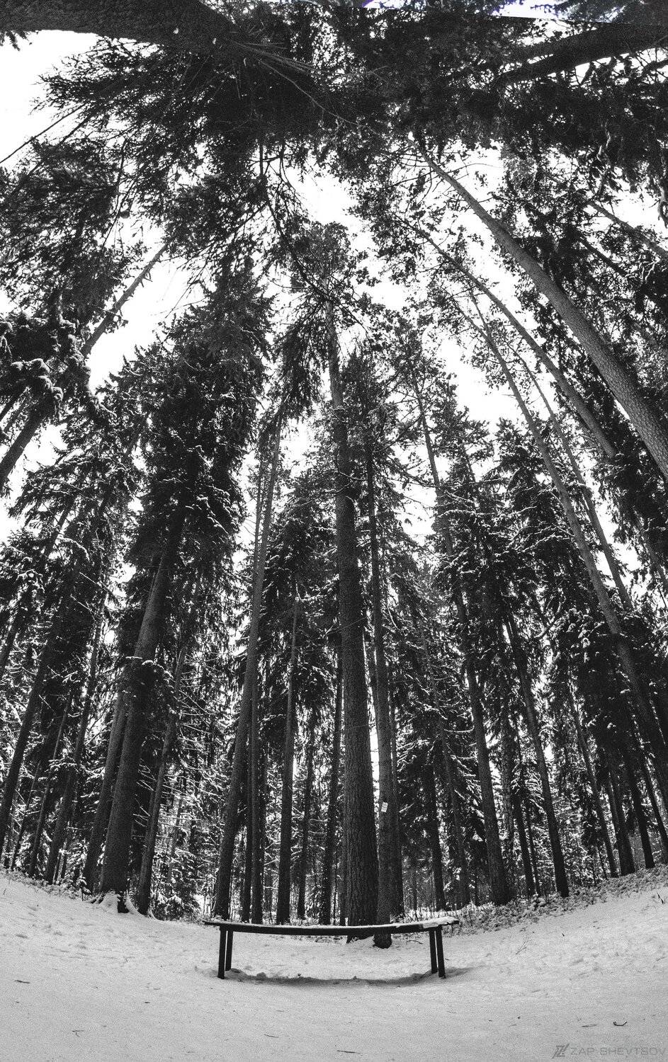 зима лес снег gopro  широкий профи професиональное необычное Россия Беларусь вид угол, Sergey Shevtsov