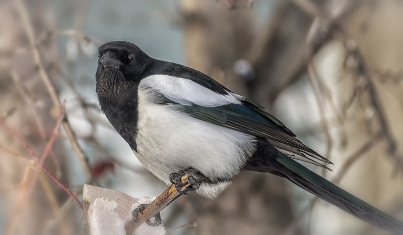 птица, сорока, сало, сорока.. фото превью