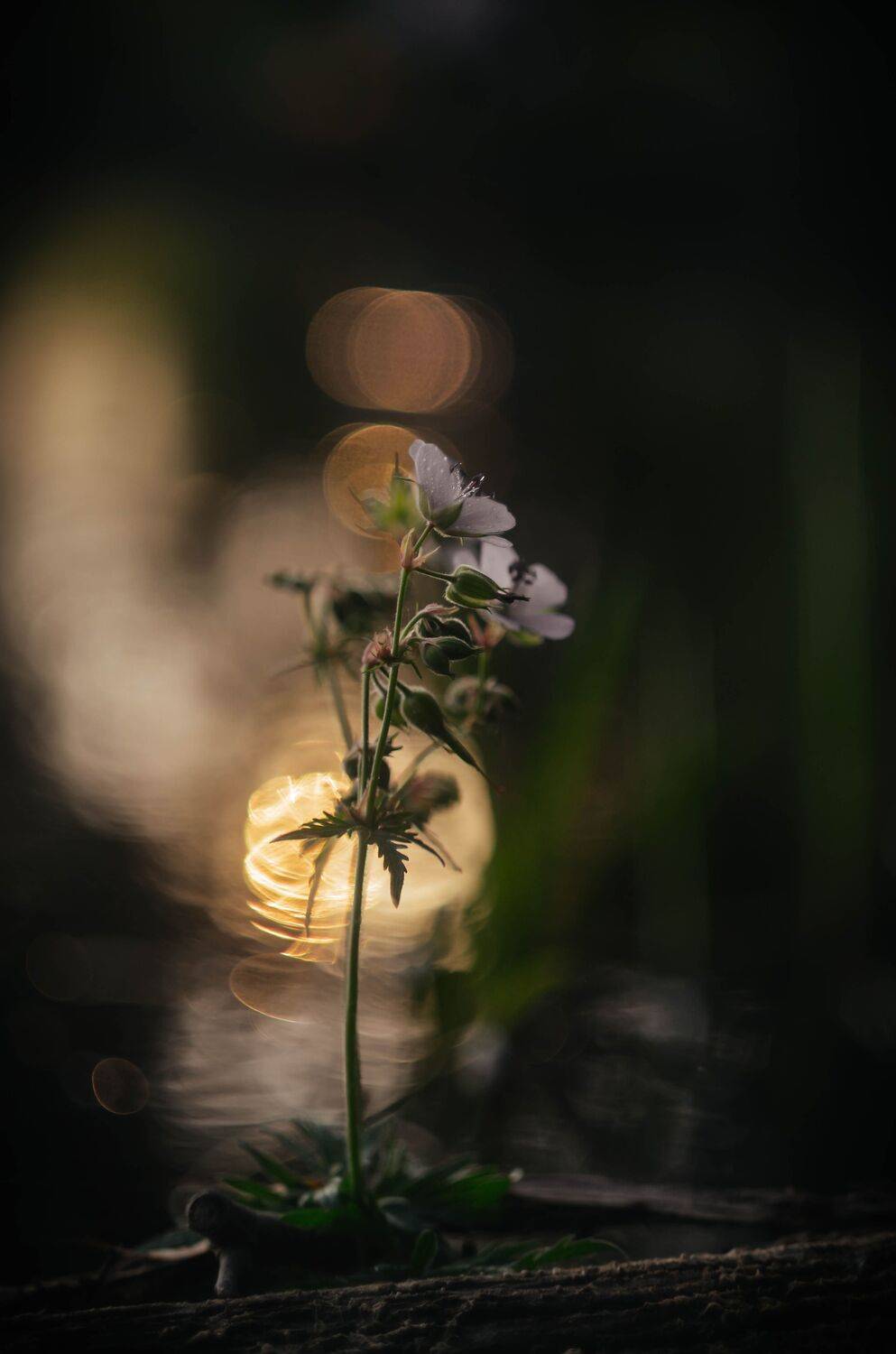 , Лапшина Владлена