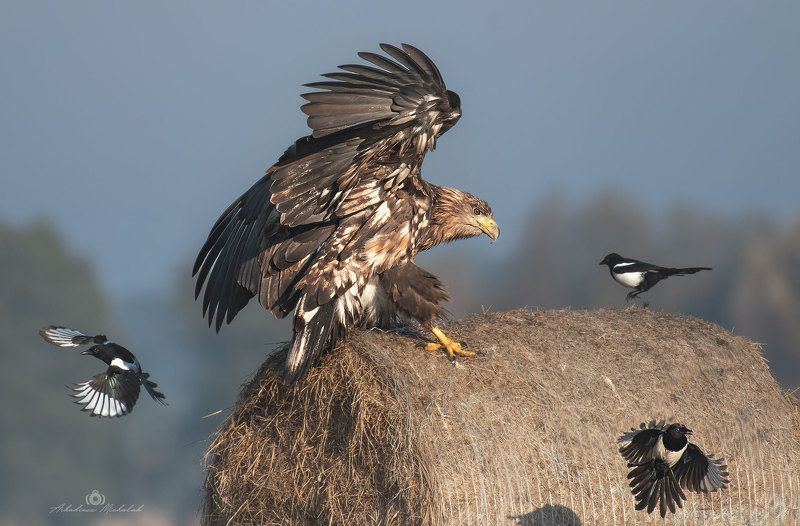 Bielik (Haliaeetus albicilla) фото превью