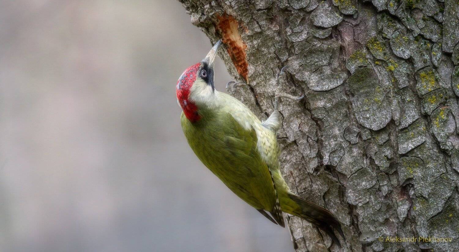 , Alexander Plekhanov