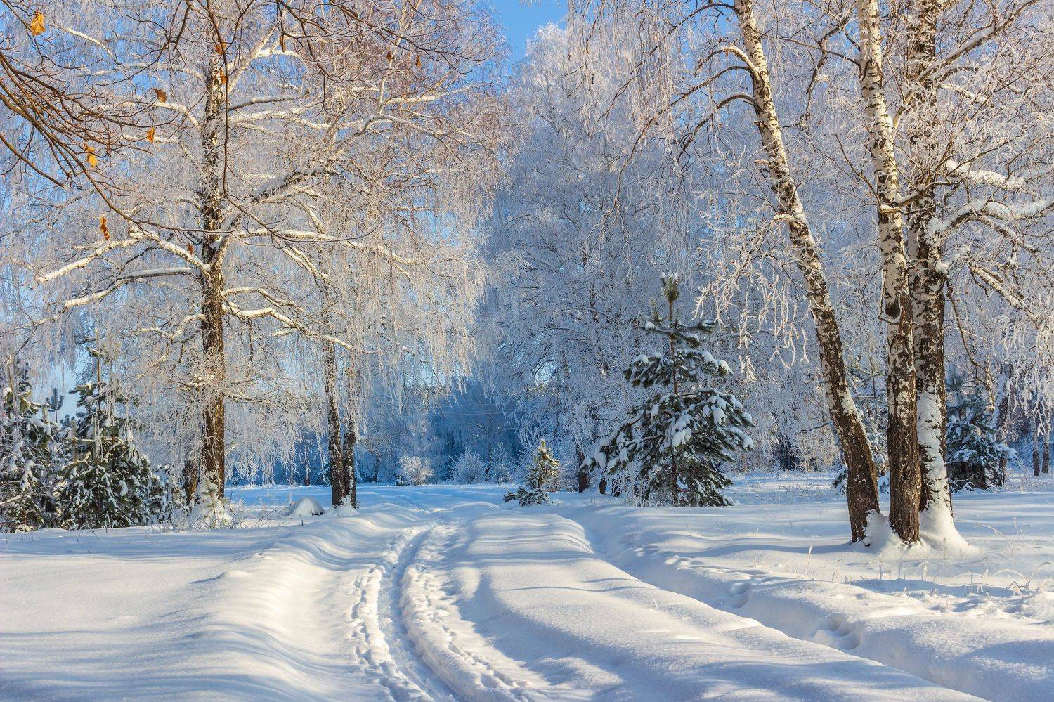 снег, природа, мороз, лес, иней, зима, Руслан Востриков