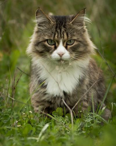 Взгляд хищника