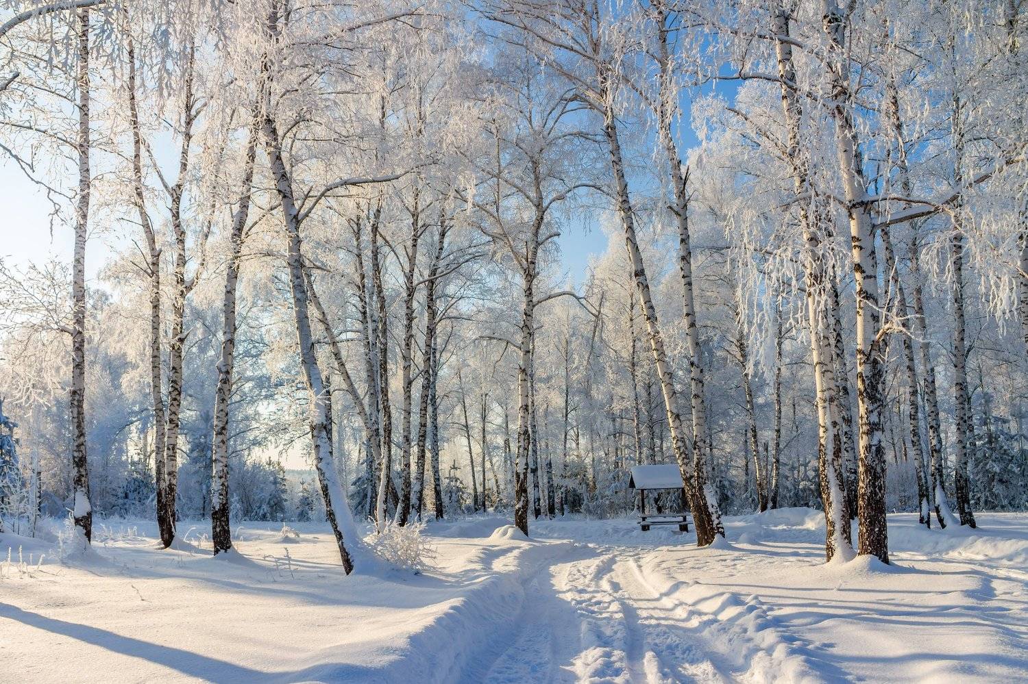 снег, природа, мороз, лес, иней, зима, Руслан Востриков