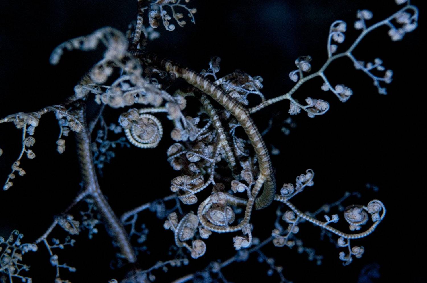 подводный мир, широкий угол, Евгения Кирпиченкова (Клипп)