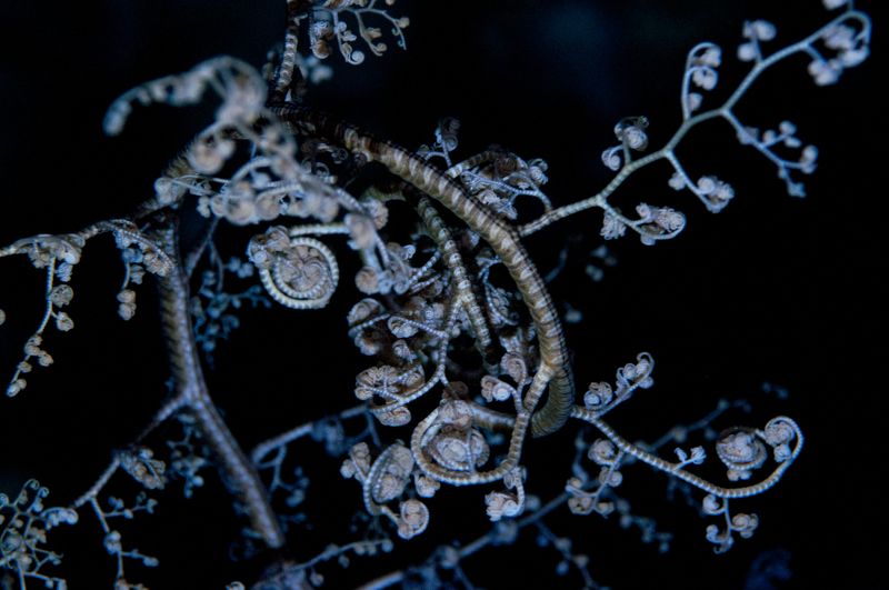 подводный мир, широкий угол Офиура фото превью