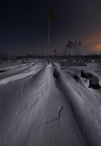 Зимний бурелом