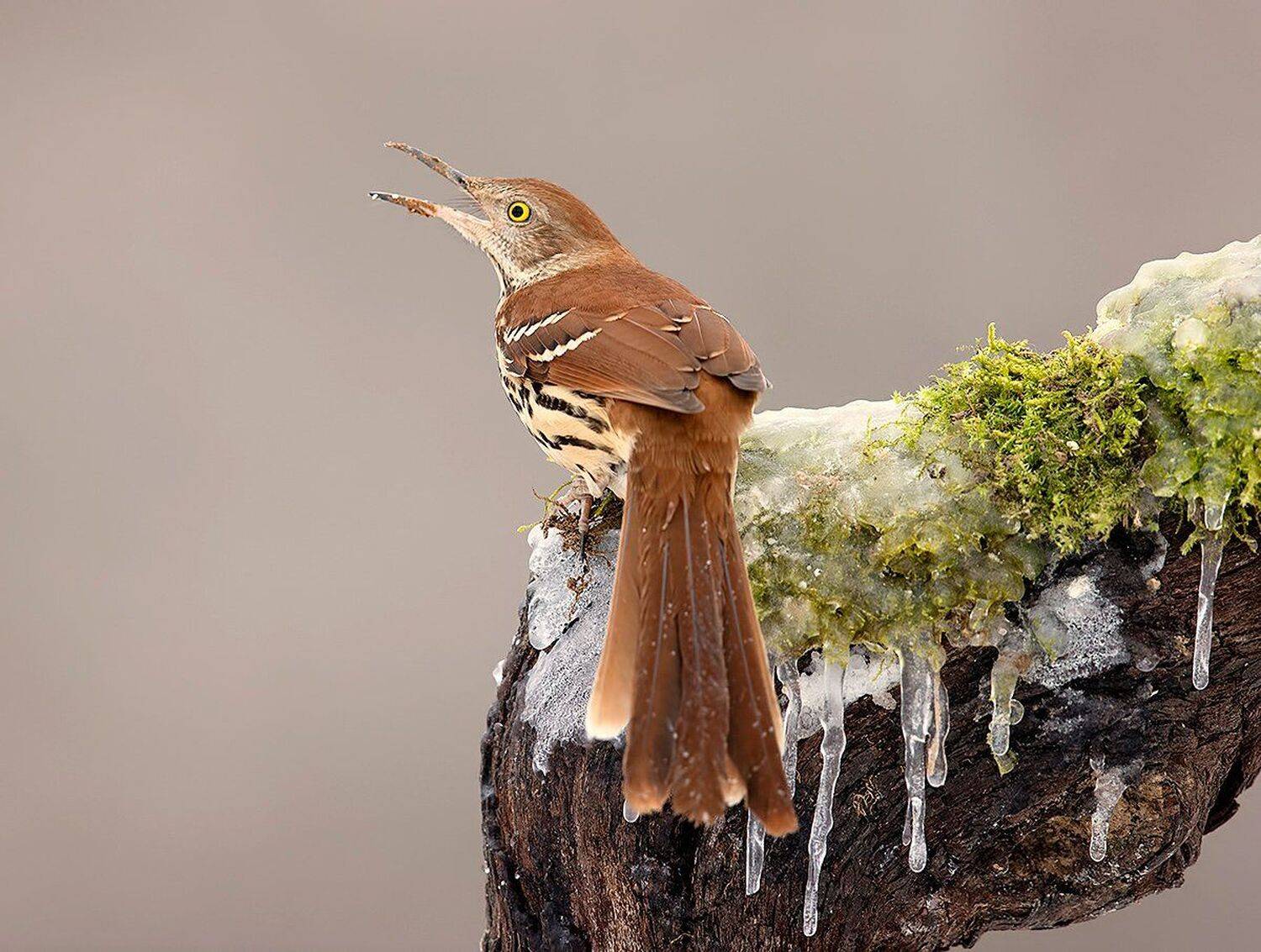 коричневый пересмешник, brown thrasher, пересмешник, зима, Elizabeth Etkind