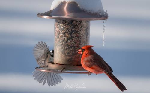 Дикие Местные | Wild Locals