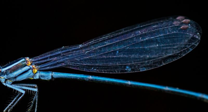 bird, Birds, nature, 2020, 2021, wildlife, wild, earth, Macro, insect Fabric фото превью
