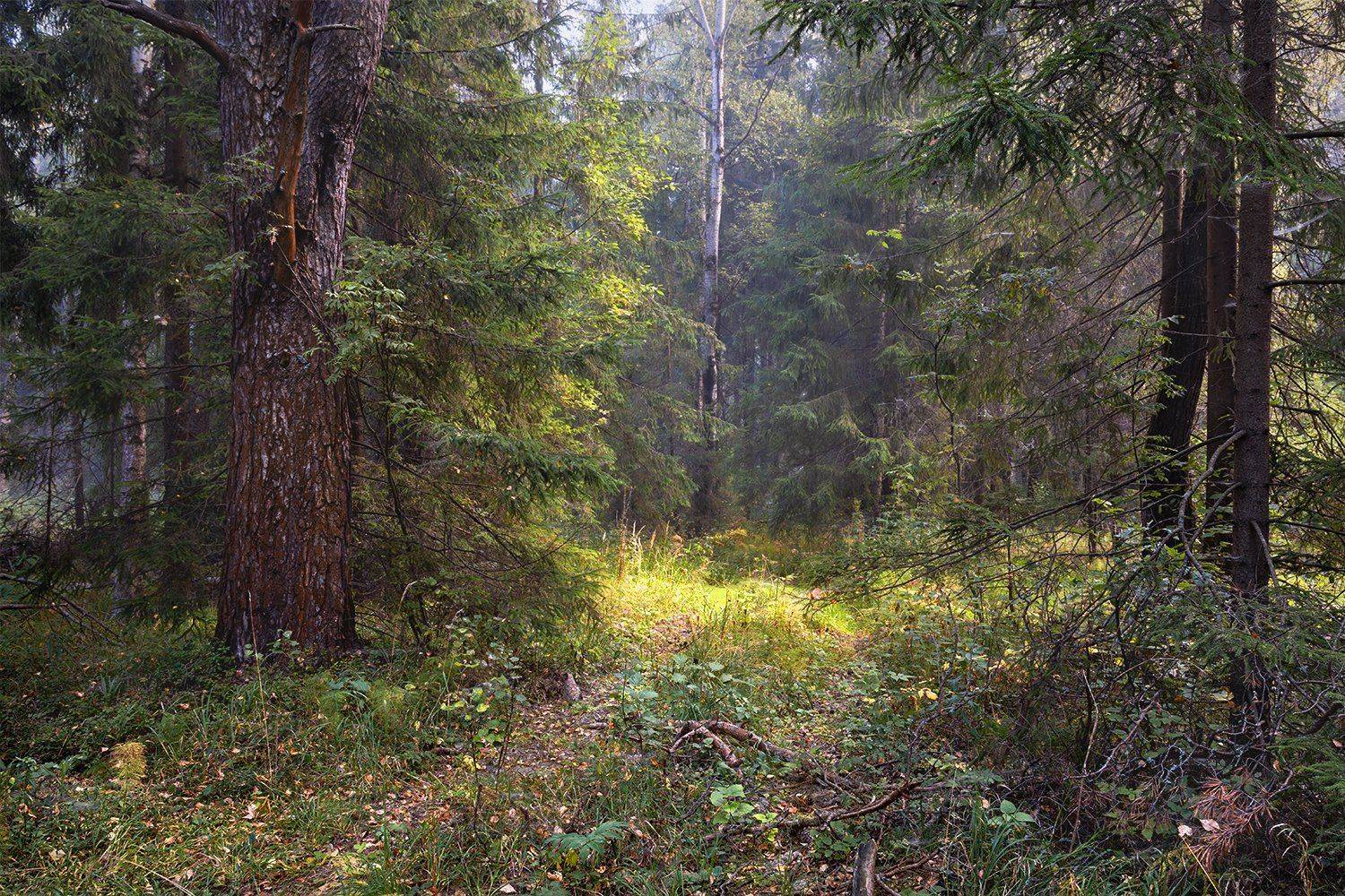 , Дмитрий Асеев