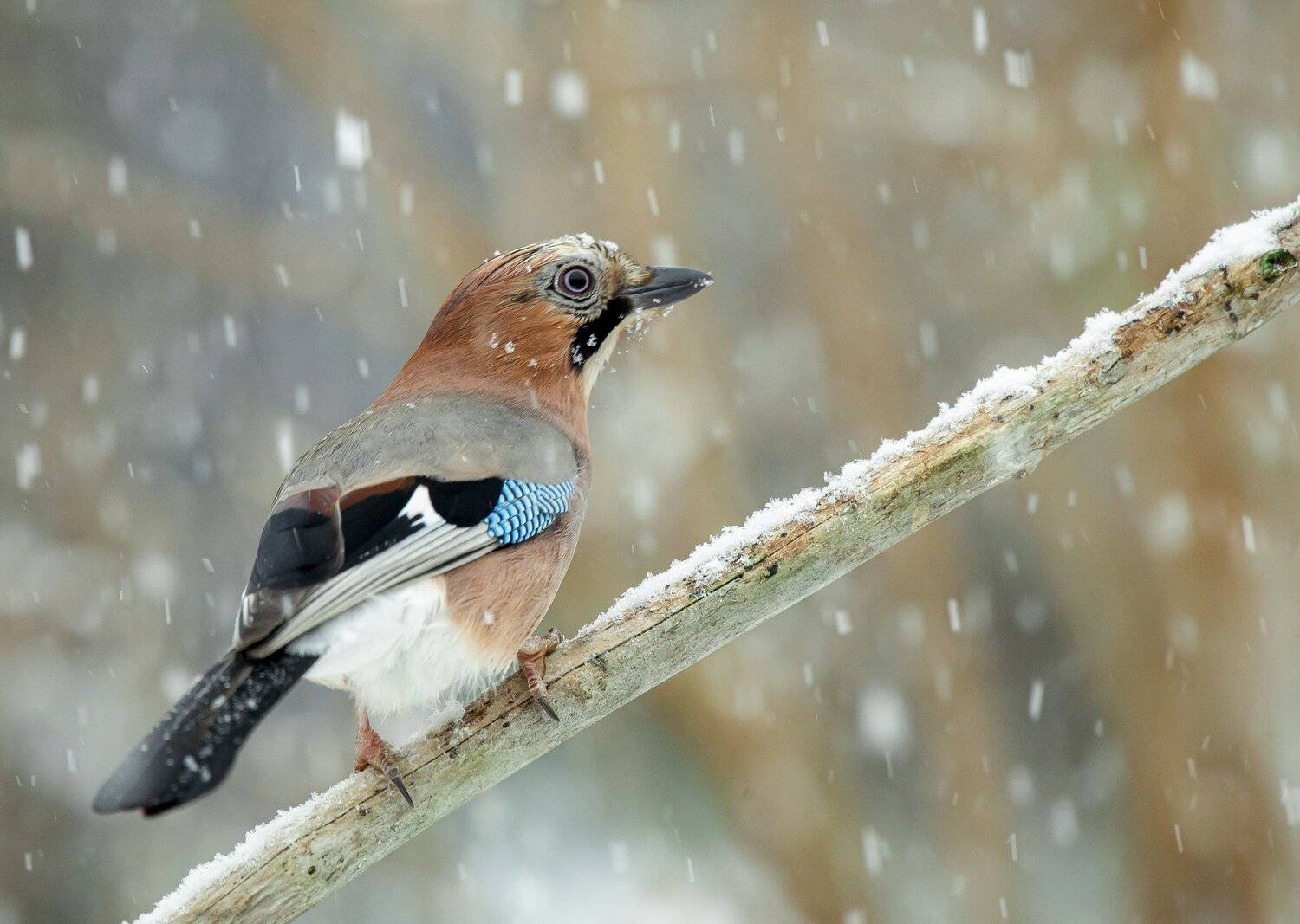 птицы,природа, зима, Андрей Киселёв