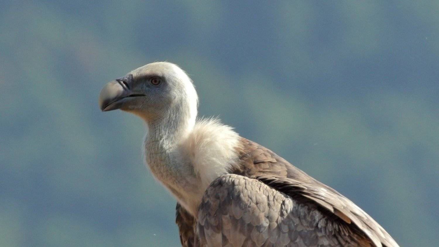 , Георги Славов