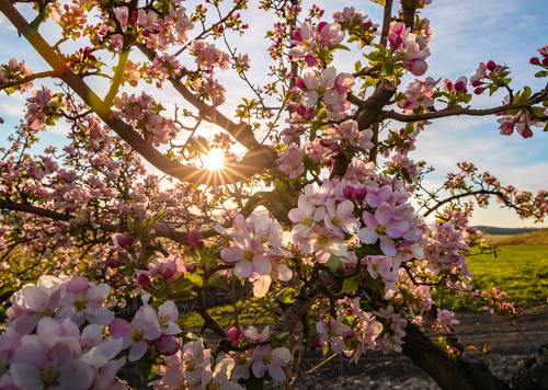 Яблоня в цвету