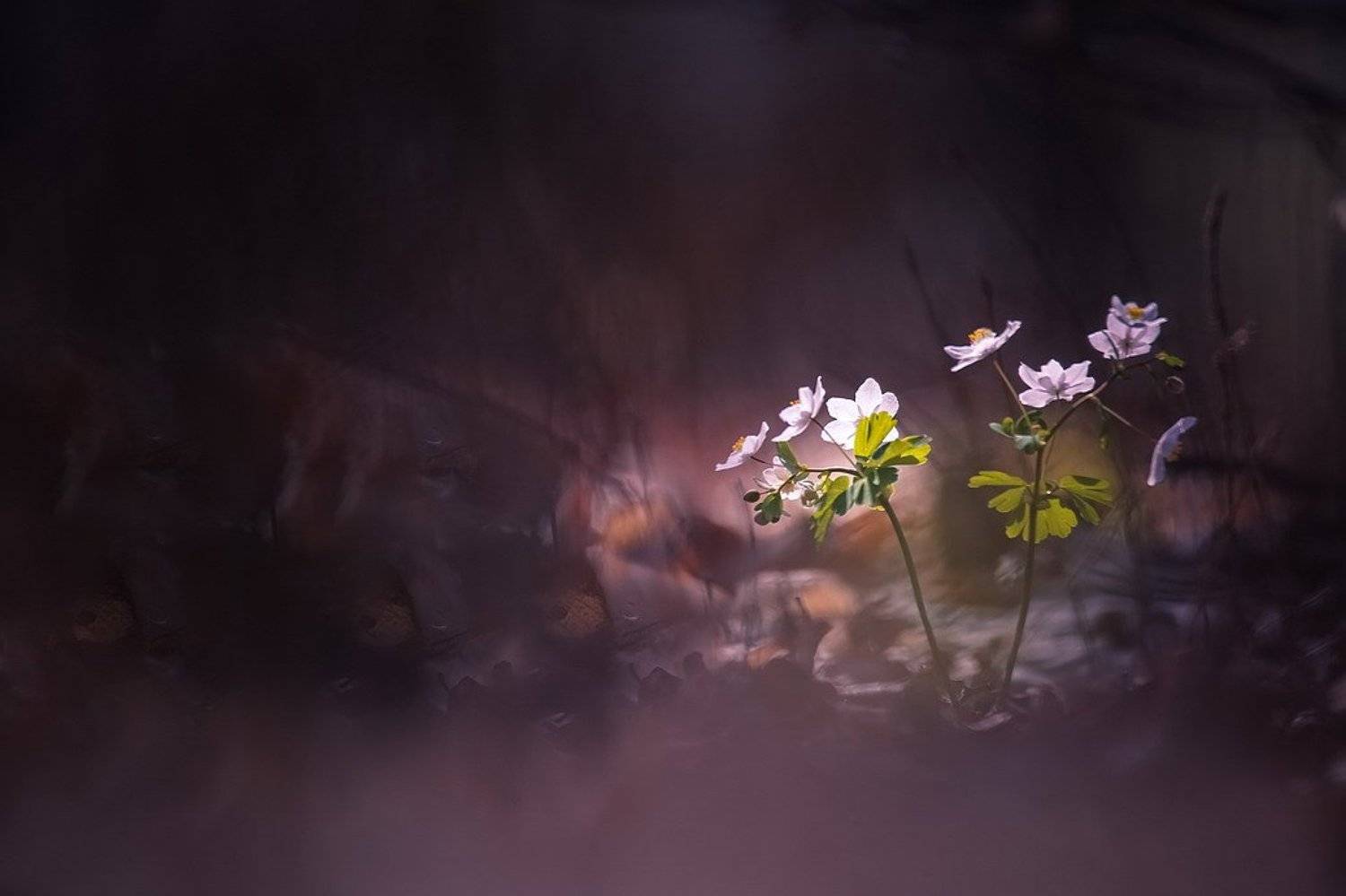 , Вячеслав Мищенко