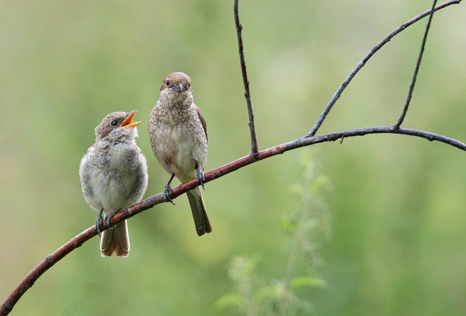 птица сорокопут жулан, Руслан Сигушин