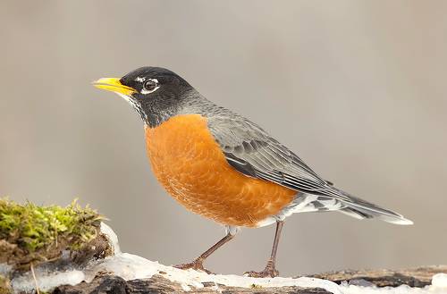 Странствующий дрозд -American robin