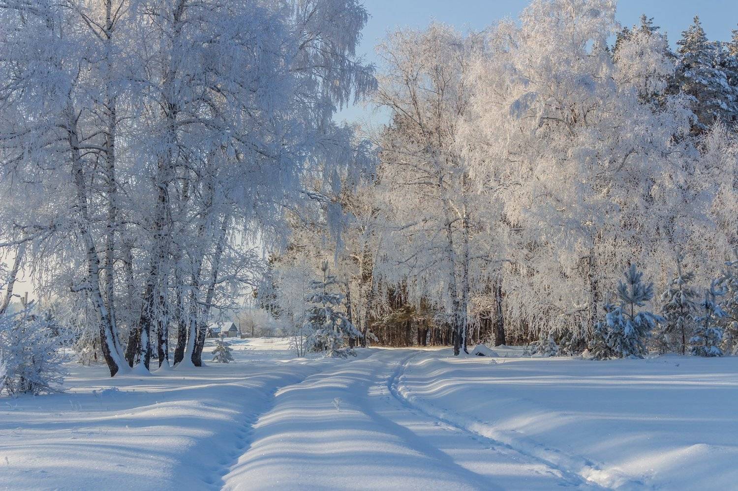 снег, природа, мороз, лес, иней, зима, Руслан Востриков