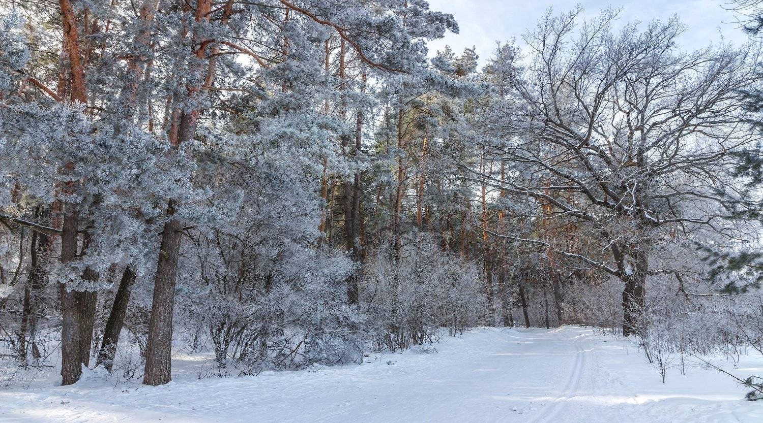 снег, природа, мороз, лыжня, лес, иней, зима, заповедник, Руслан Востриков