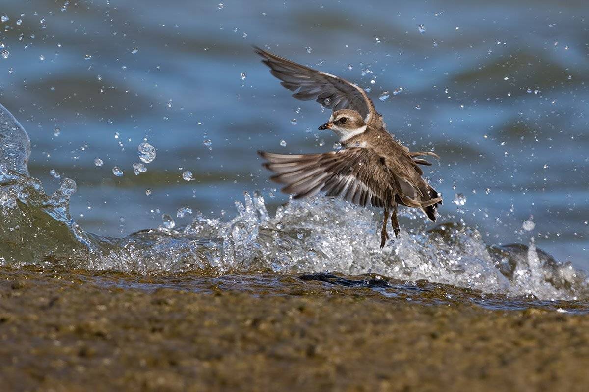 птицы, уругвай, россия, Елена Давыдова