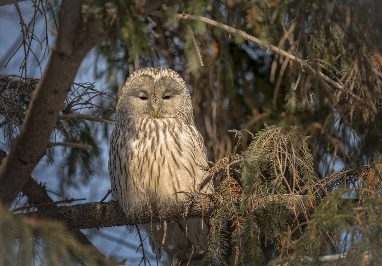 птица, неясыть, февраль,, Марина Мочалова