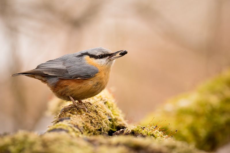 Nuthatch фото превью
