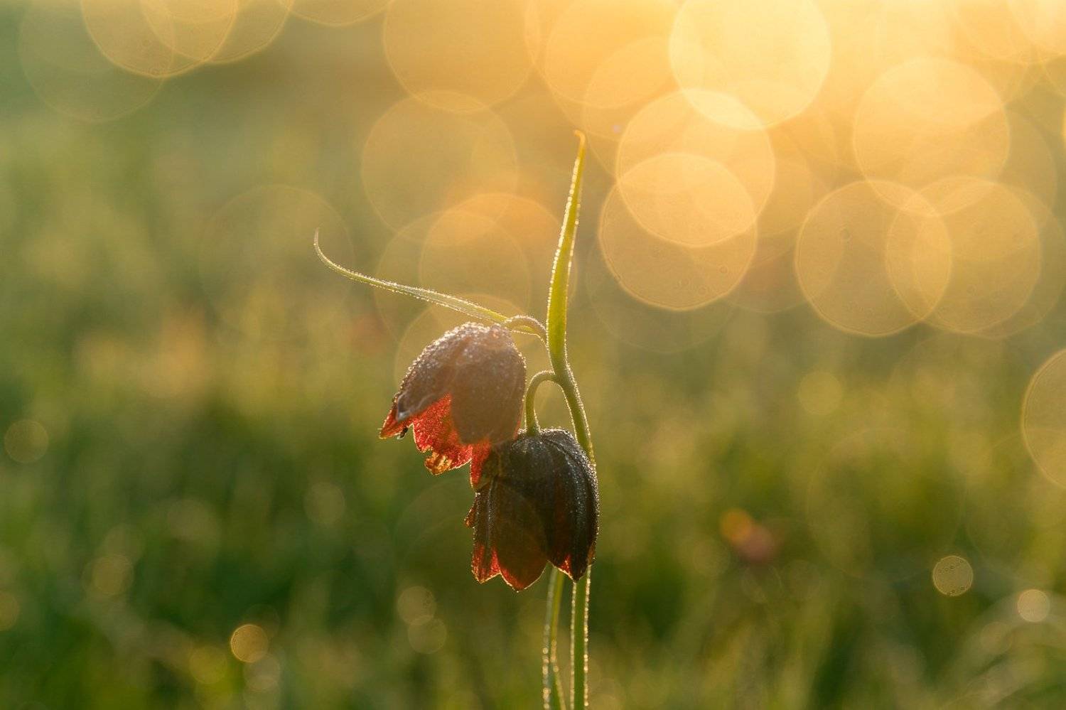 рябчик шахматовидный, первоцветы, цветы, flowers, primulas, fritillaria meleagroides, Алексей Юденков