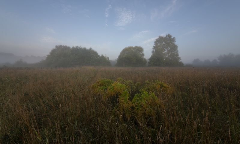 peyzazh s ambroziyey ... фото превью
