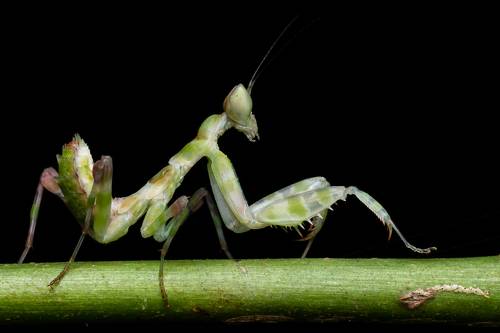 Flower Mantis Female Sub-Adult