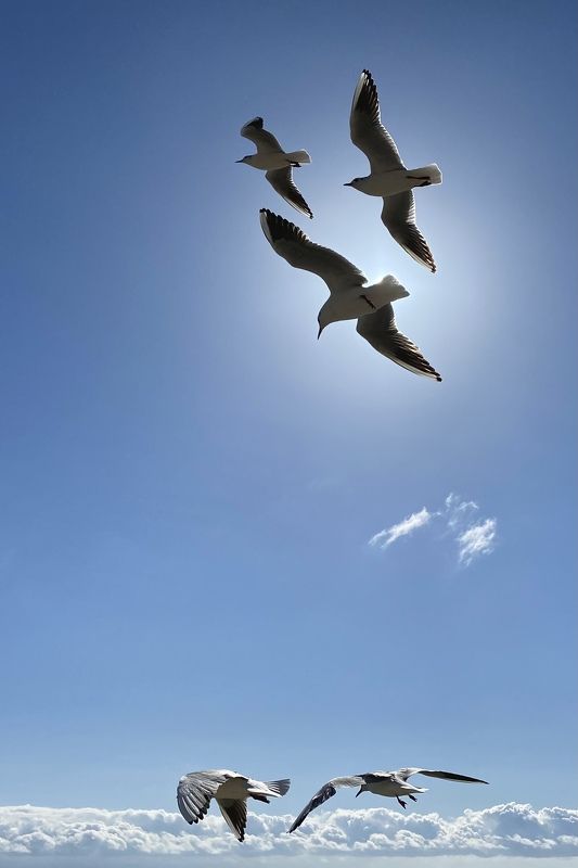 *** фото превью