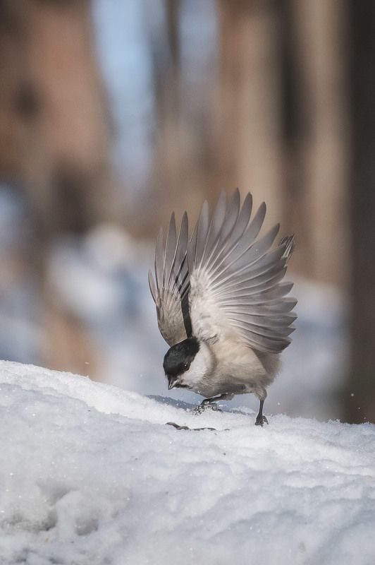 Прима фото превью