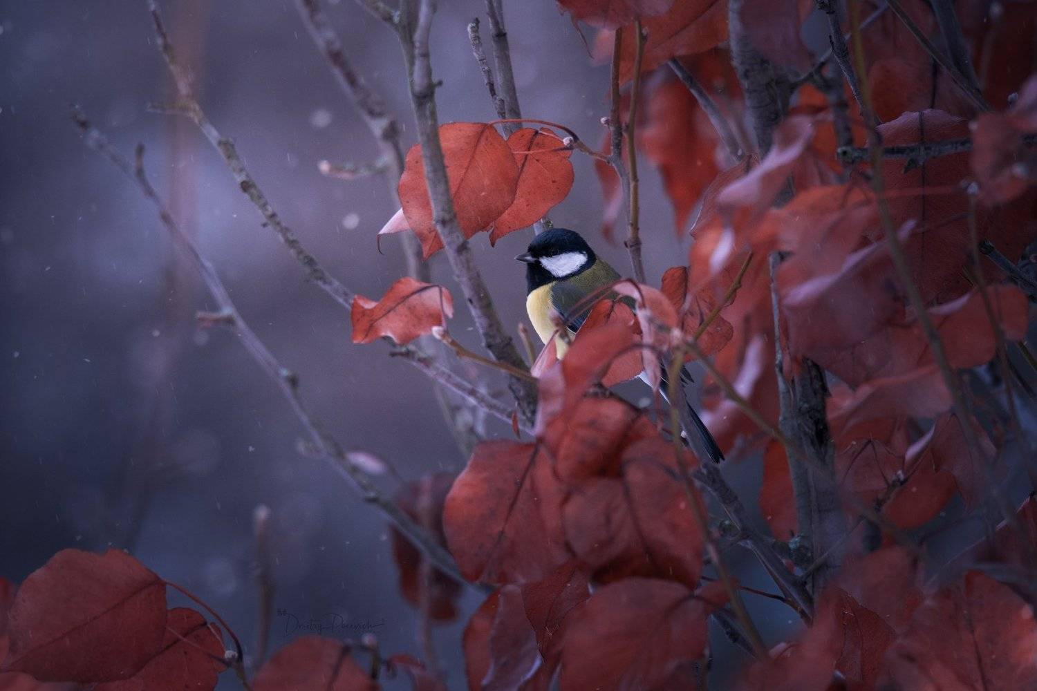 природа, лес, поля, огороды, животные, птицы, макро, Дмитрий Посевич