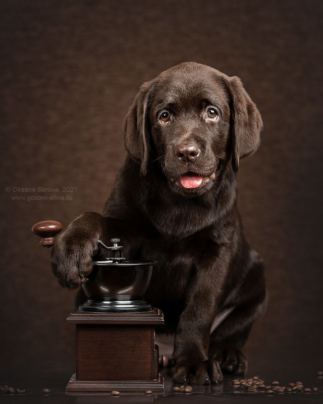 - Как насчет кофе с шоколадкой? фото превью