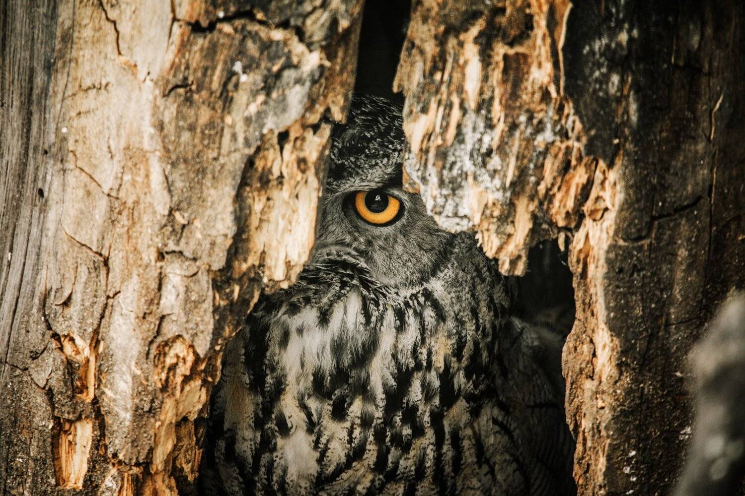 , Сигида Дмитрий