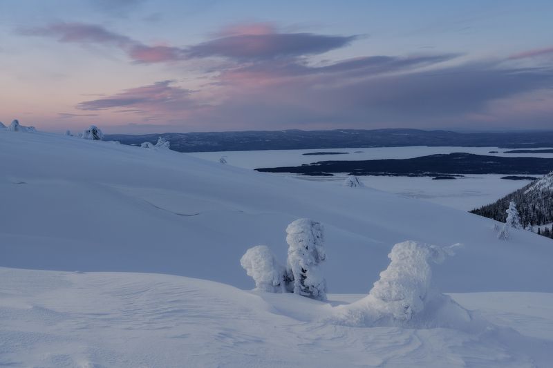 Верхушки сосен фото превью