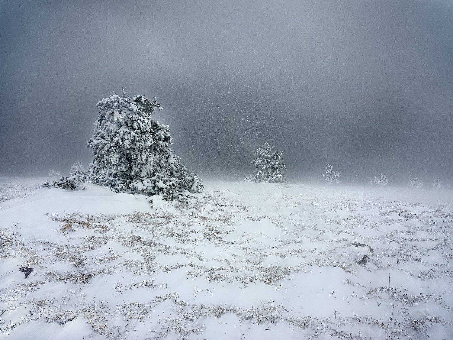 , Деян Косев