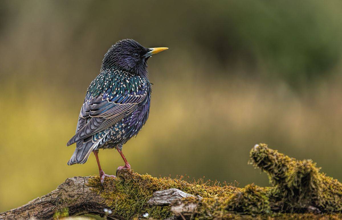 , Sławek Przybylski