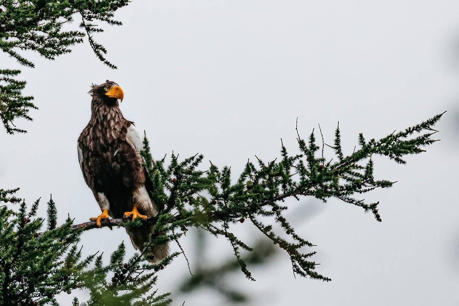 Красная книга, орлан, птицы, птицы россии, орлы , Евгения Кирпиченкова (Клипп)