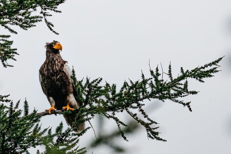 Красная книга, орлан, птицы, птицы россии, орлы  белоплечий орлан фото превью