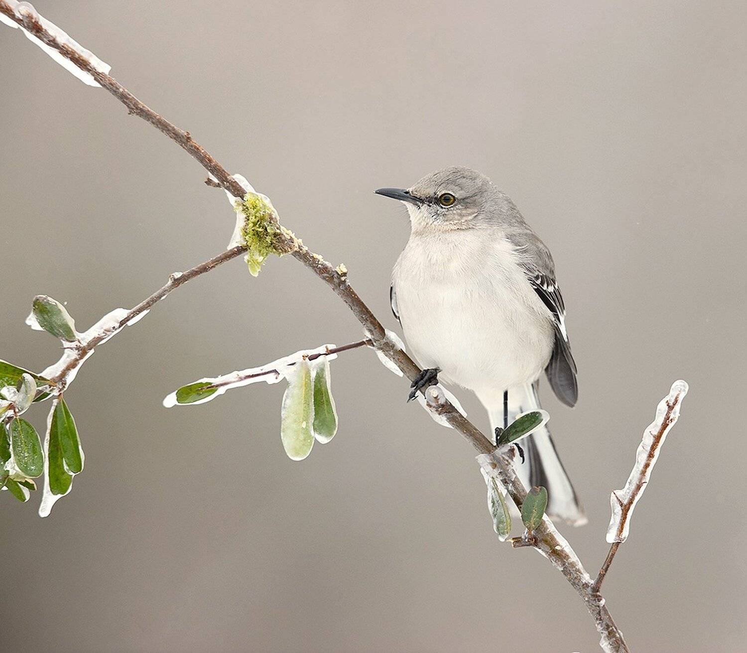 многоголосый пересмешник, northern mockingbird, пересмешник,  зима, Elizabeth Etkind