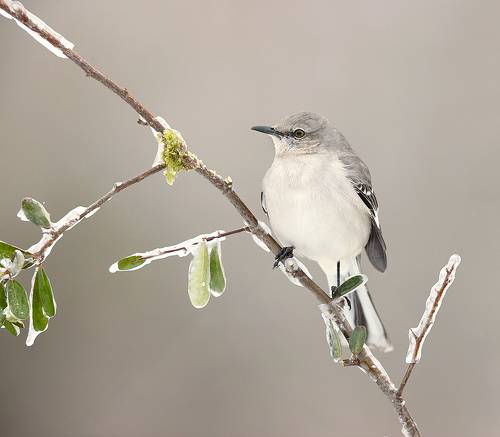 Многоголосый пересмешник - Northern Mockingbird