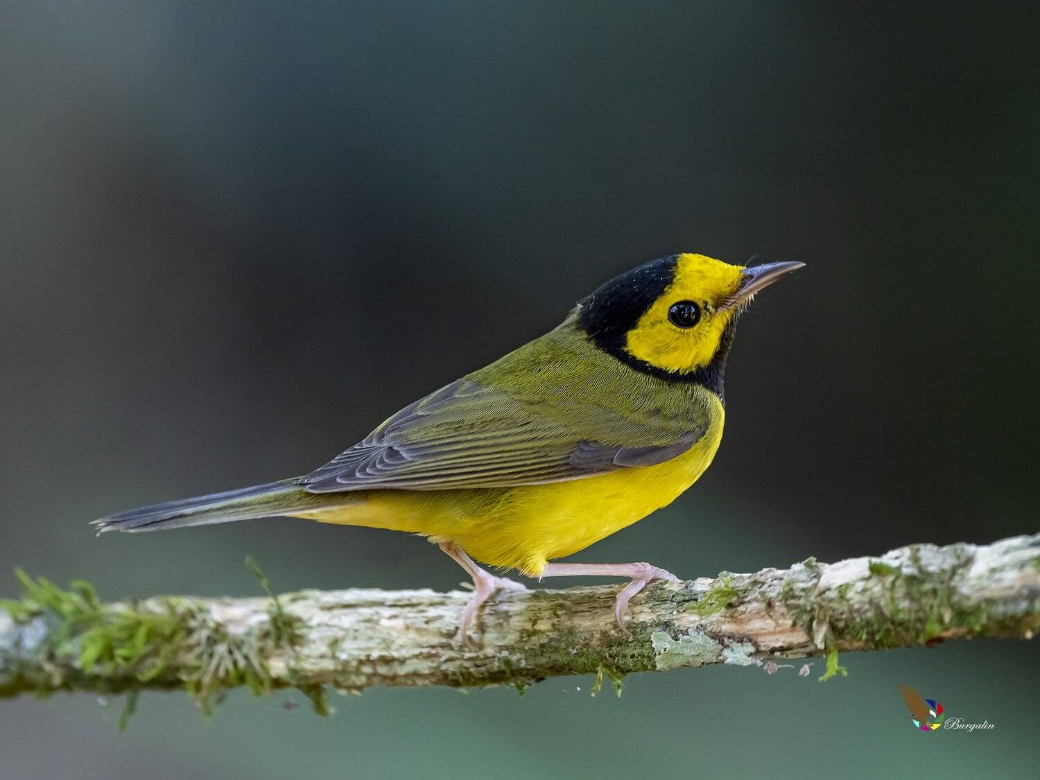 , Fernando Burgalin Sequeira