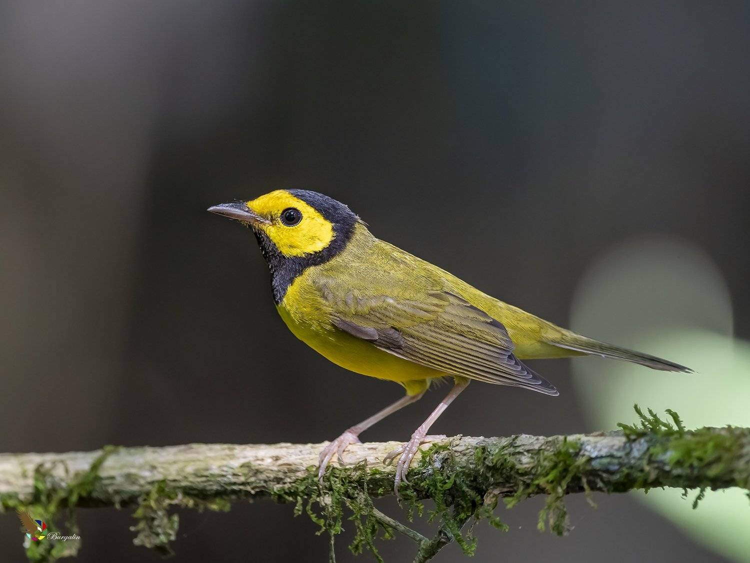 , Fernando Burgalin Sequeira