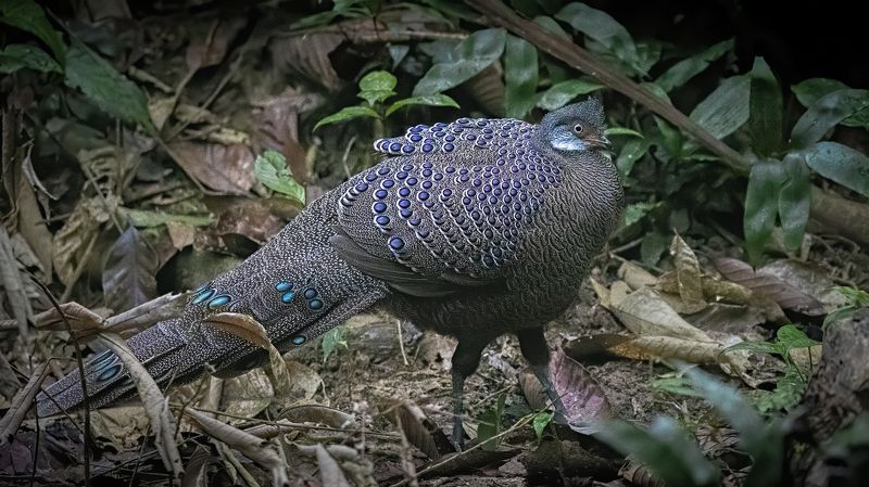 Grey Peacock Pheasant Dehing Patkai The most Illusive... фото превью