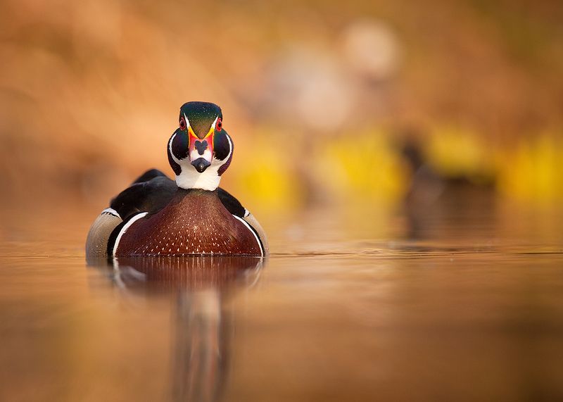 Karolin duck фото превью