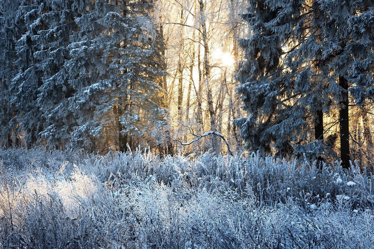 , Дмитрий Асеев
